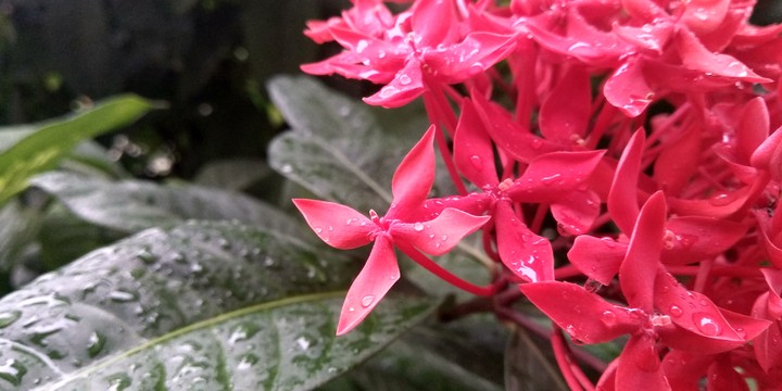 Flowers after Rain