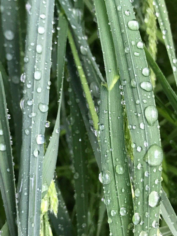 drops