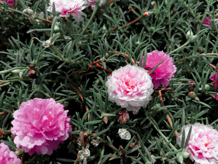 The flowers