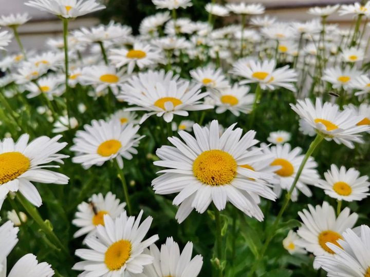 Flowers are beautiful and they looks like, they have a story