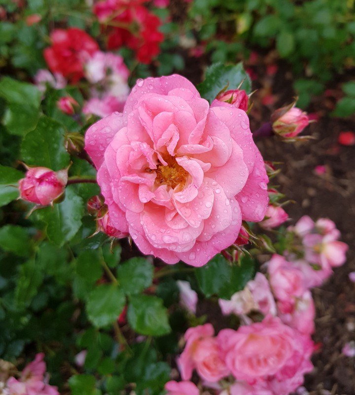 Pink