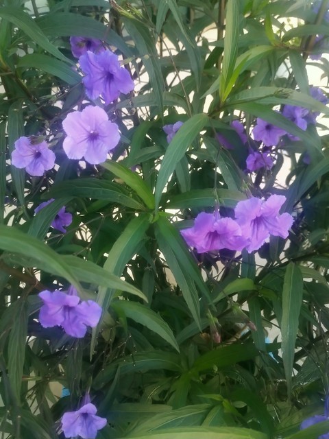 Flower, Ruellia_simplex, Petal