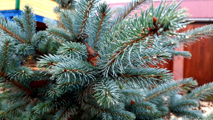 tree