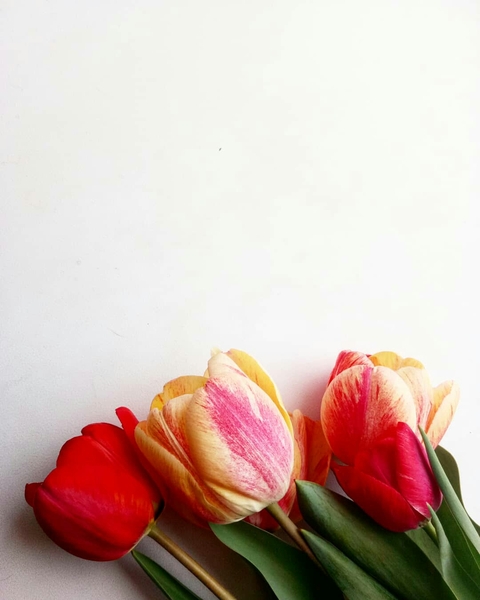 petal, flower壁纸