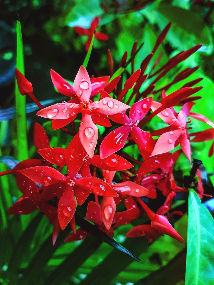 flowers