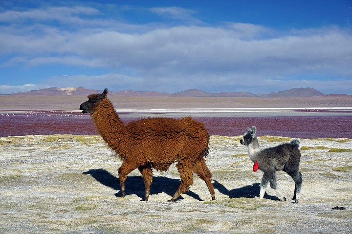 Uma lhama fêmea (Lama glama)