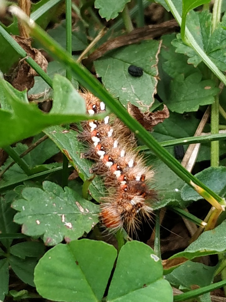 chenille