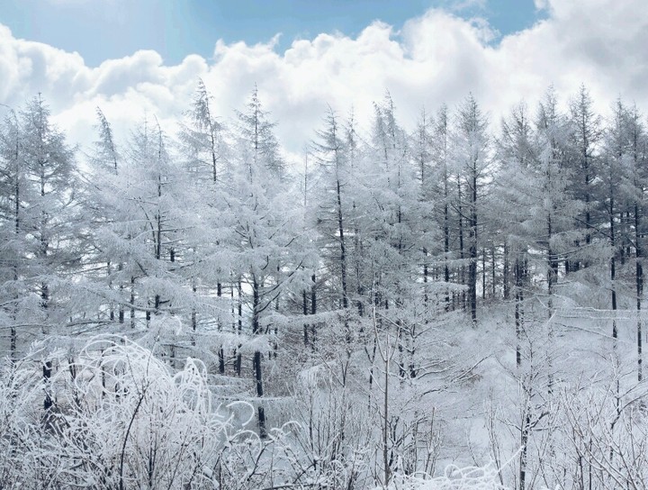 beautiful snowy trees :)
