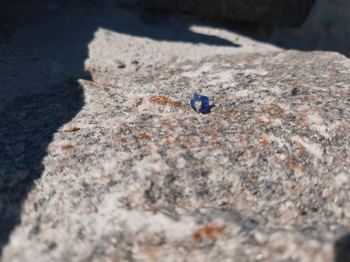 blue flower