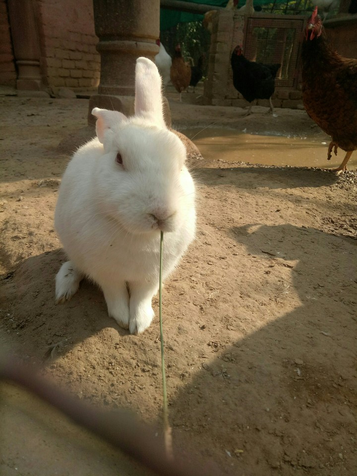 Angry rabbit..