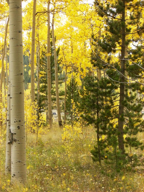 Autumn in Colorado
