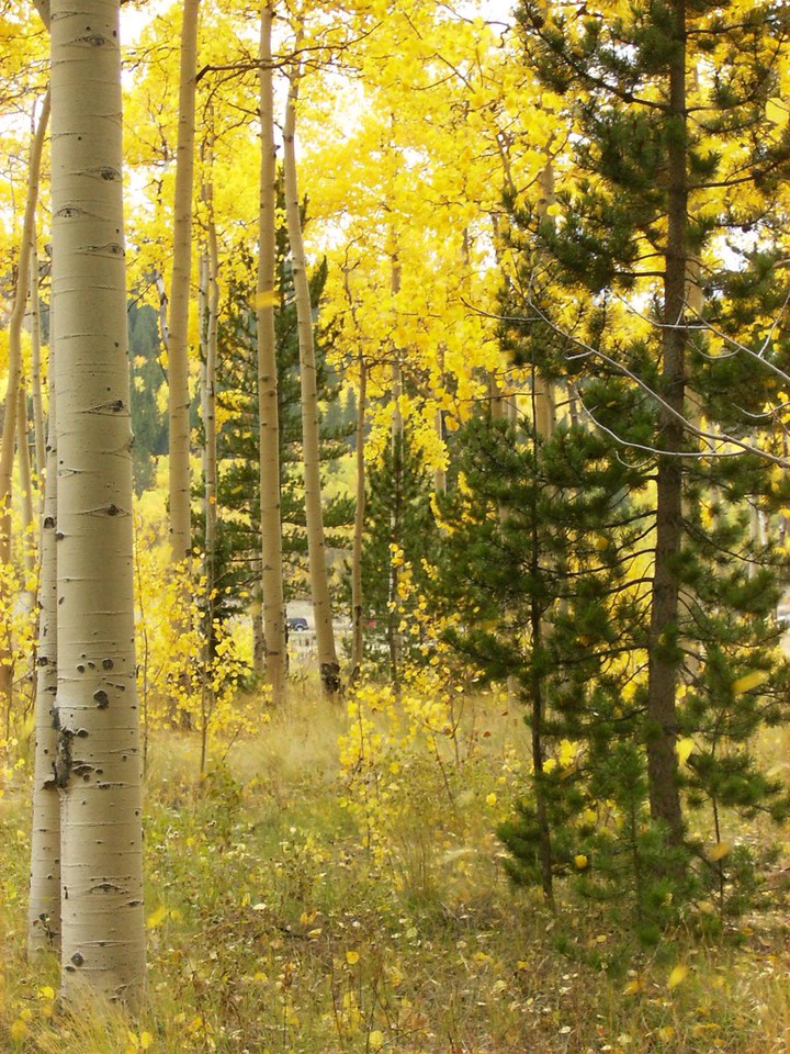 Autumn in Colorado