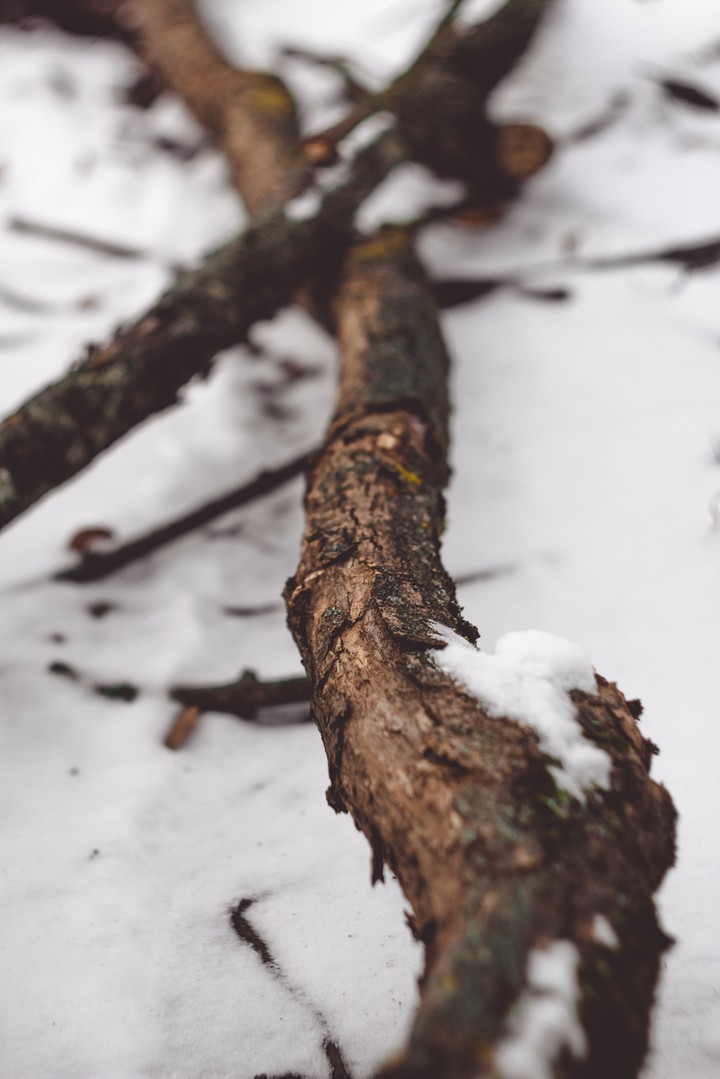 Branch