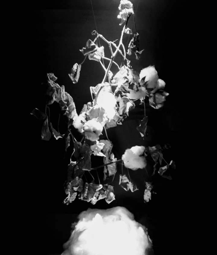 cotton shot