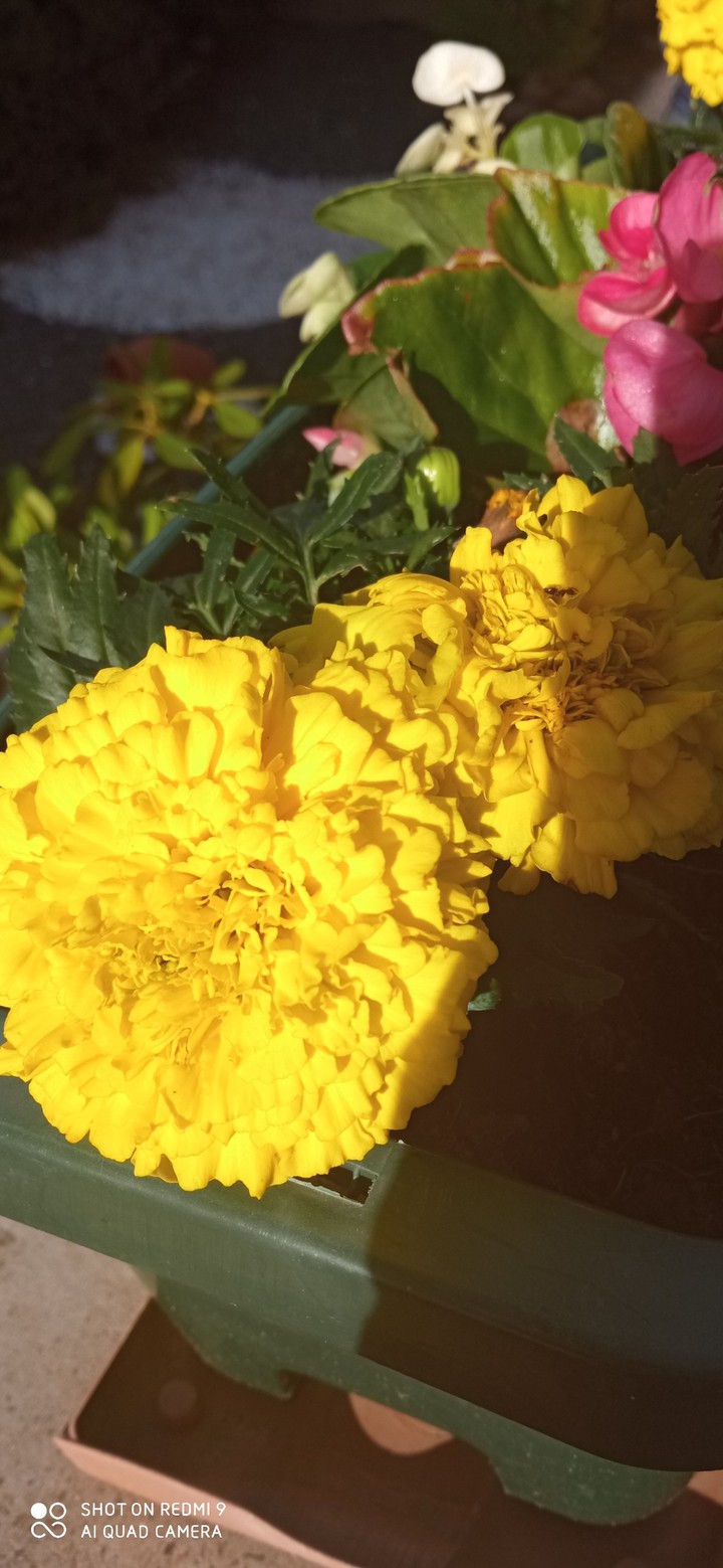 fleure