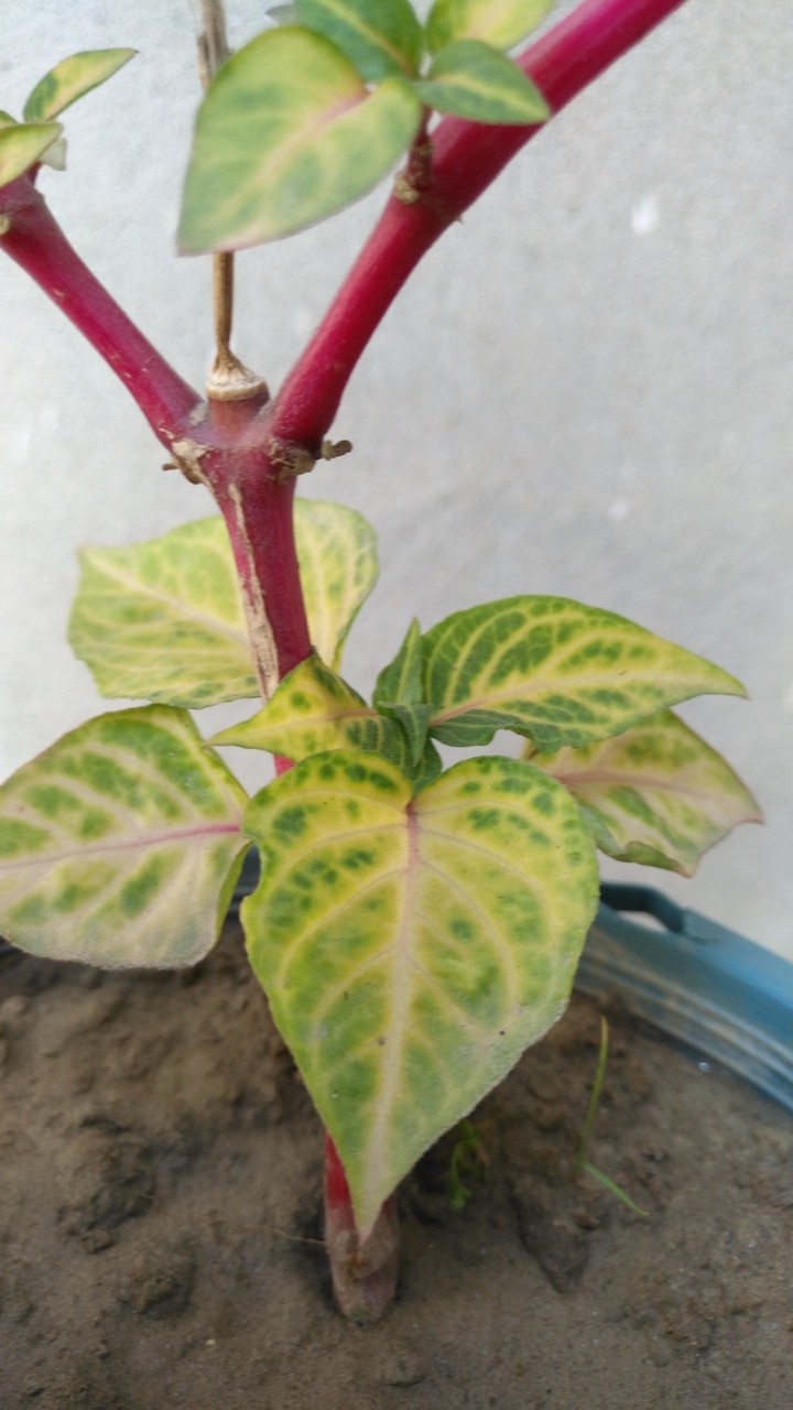 leaf