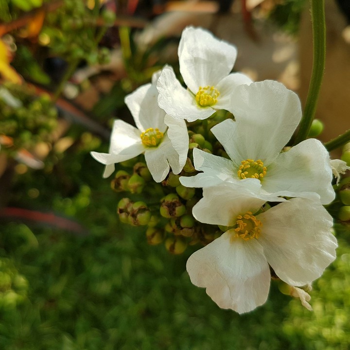 my white