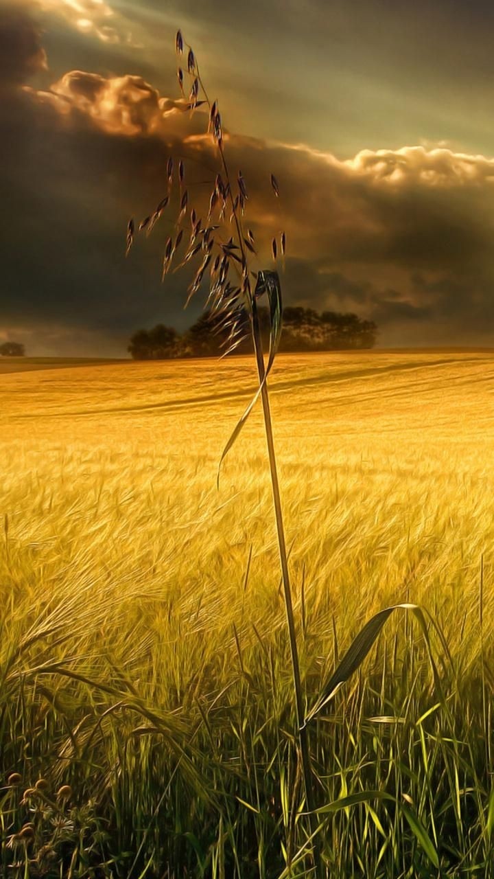 farm