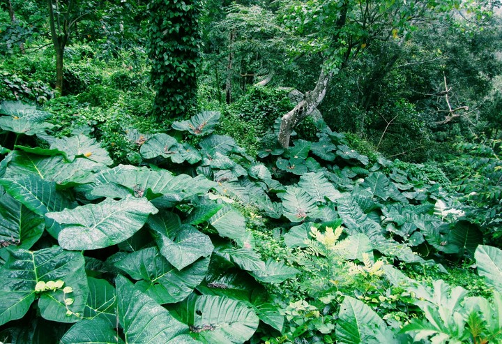 Nilgiris Hills