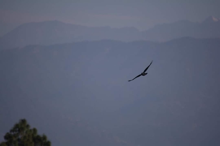 Dawn birds