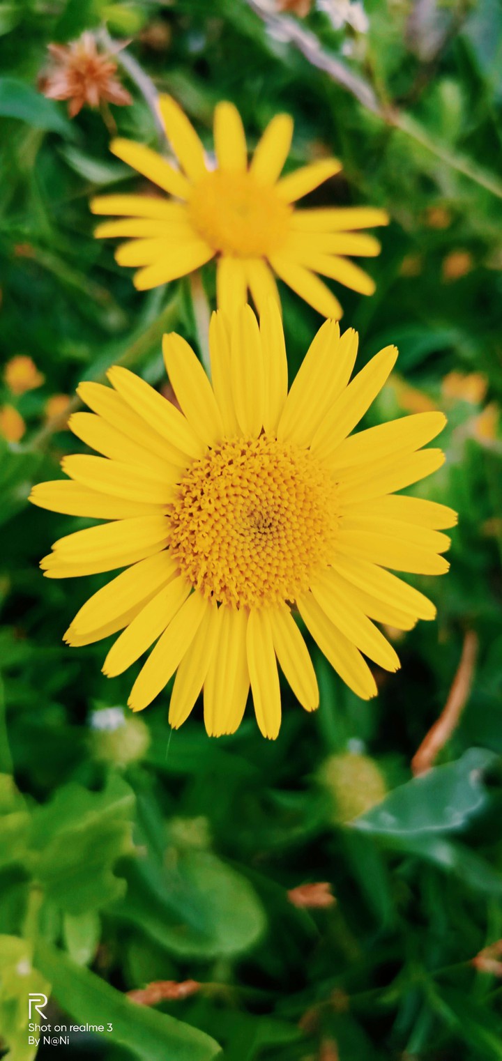 flower