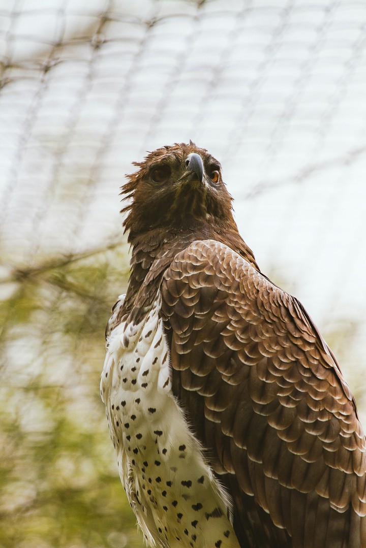 bird..!