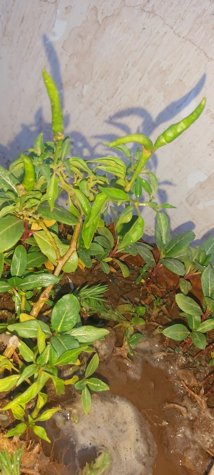 Green chilli?