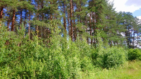 сосны