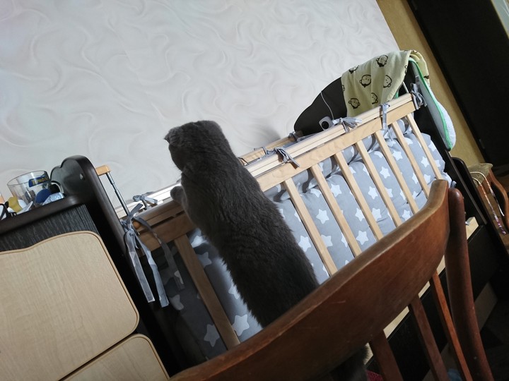 котонянька
