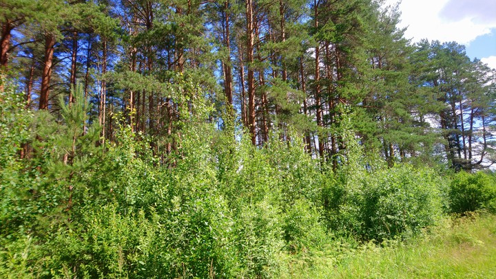 сосны