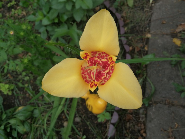 flower