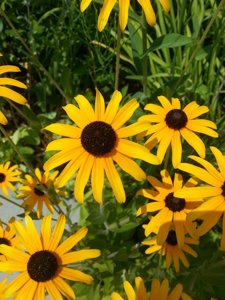 flowers