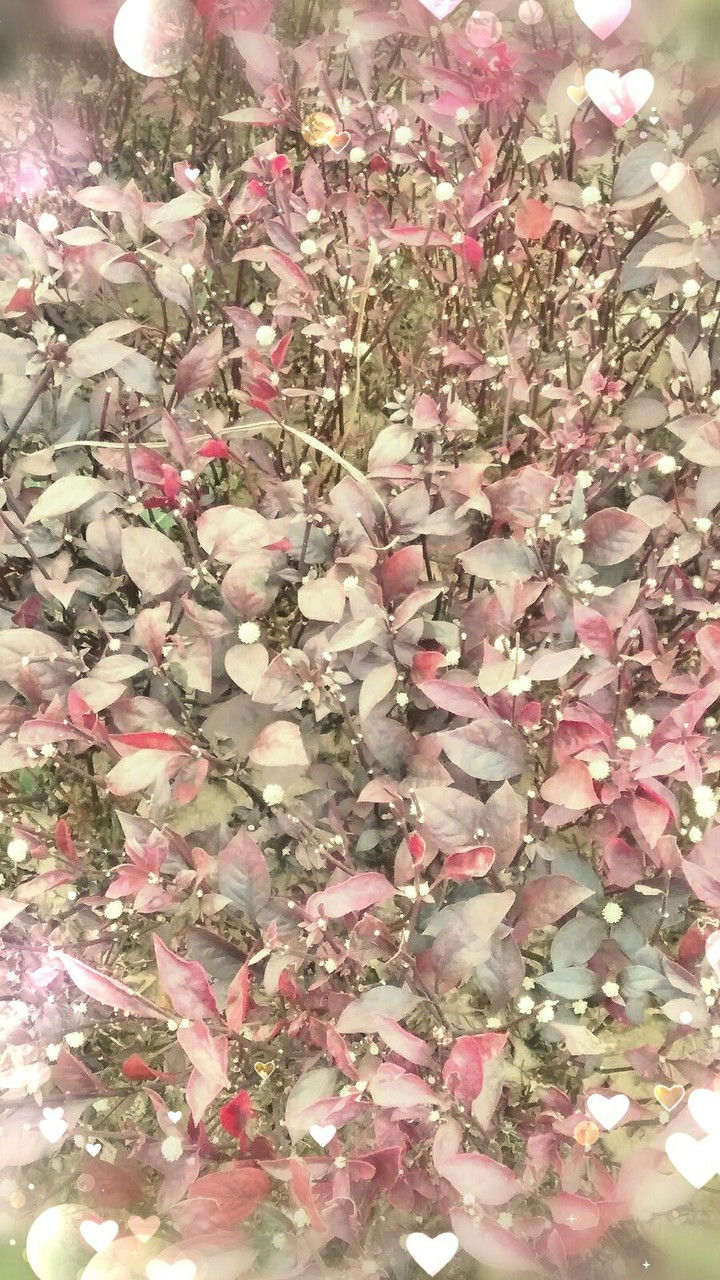 Some unknown Flower