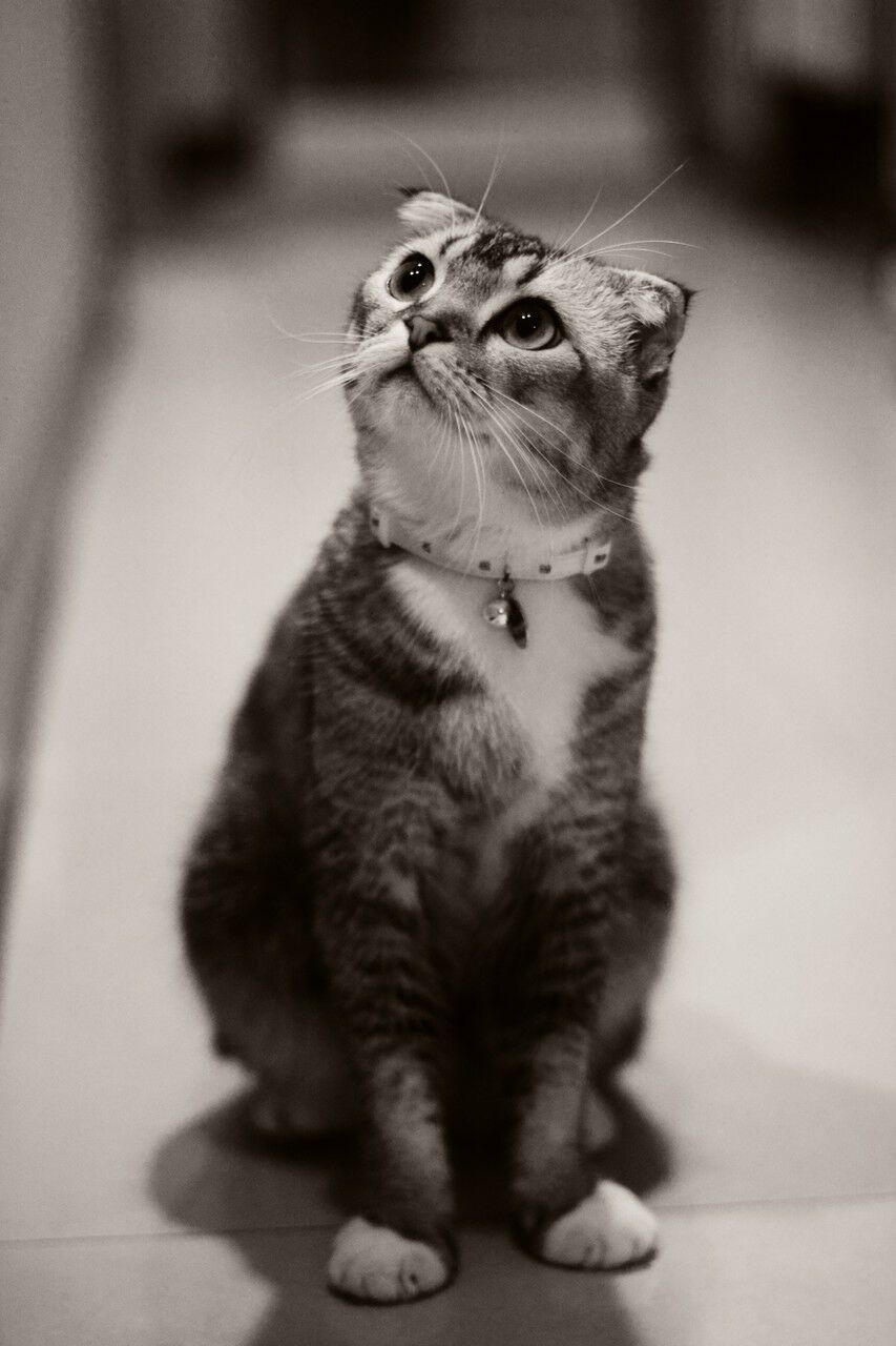 sfondi vertebrate, whiskers