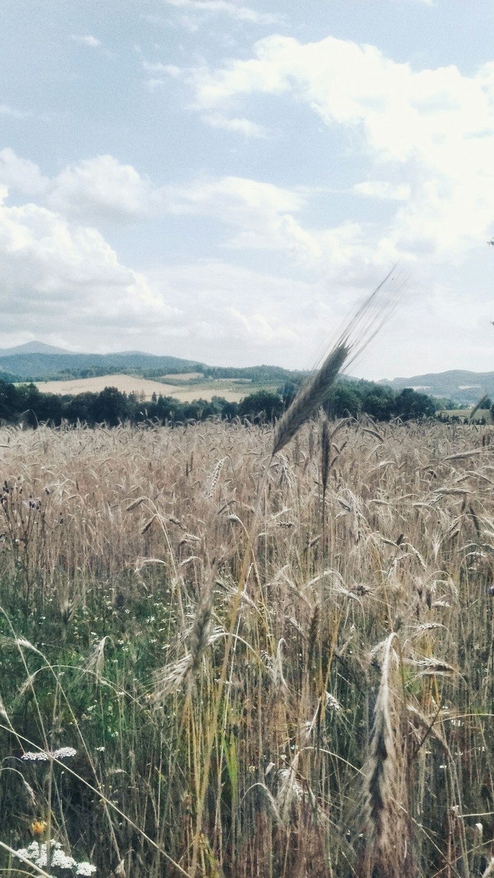 Grain