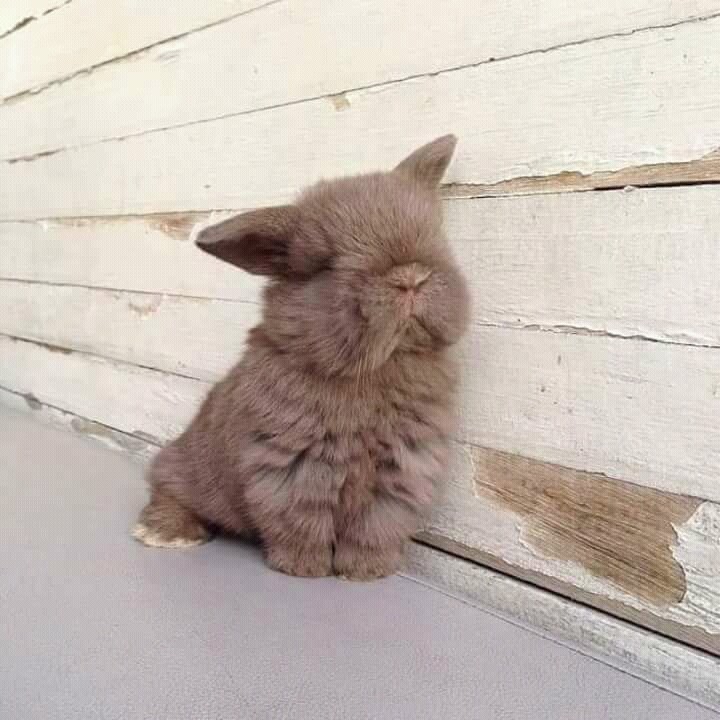 conejito bb