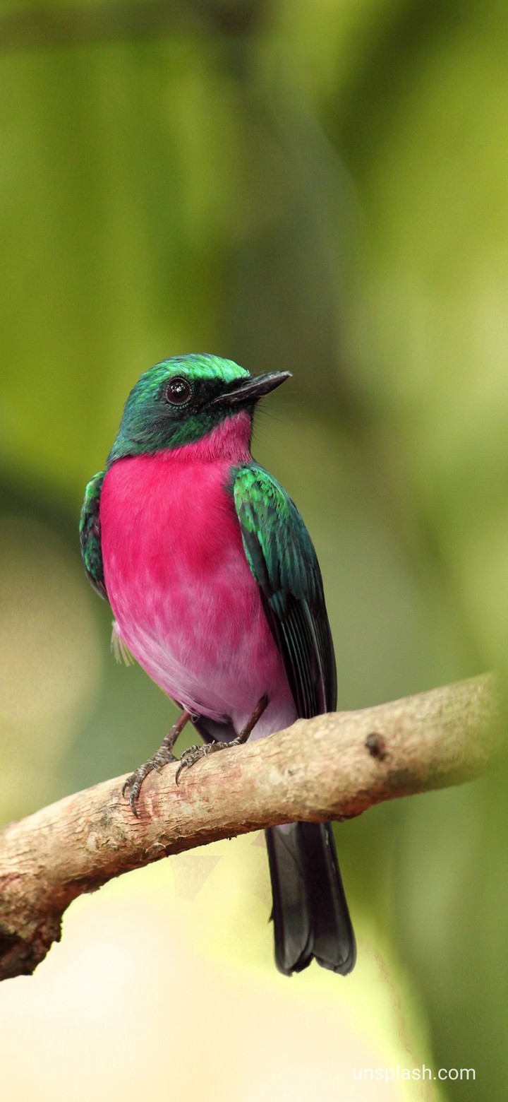 birds