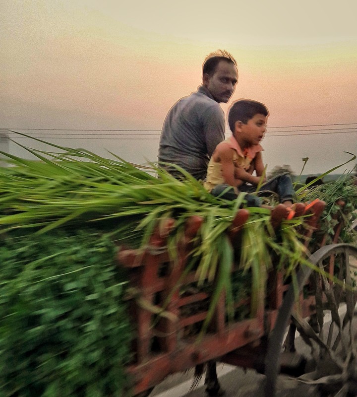 farmer...