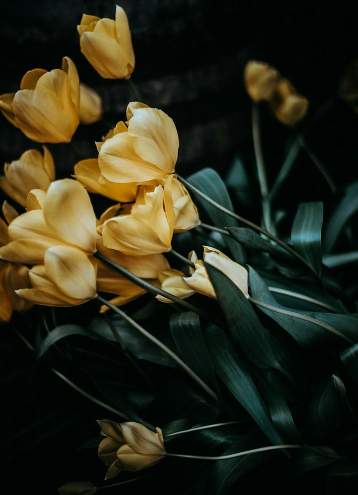 yellow flowers