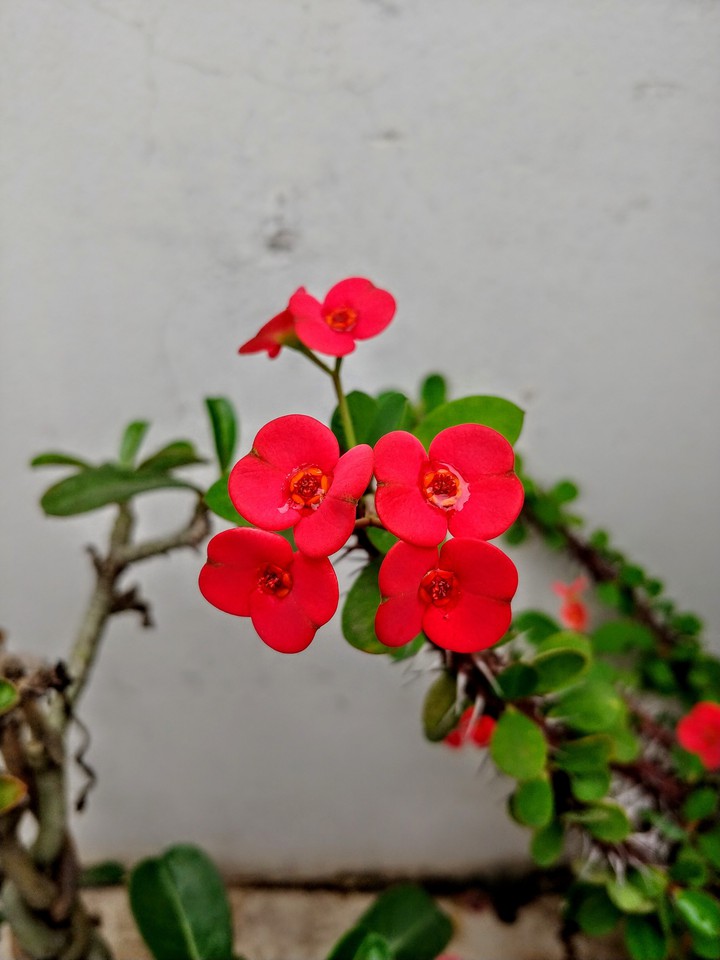 Red star