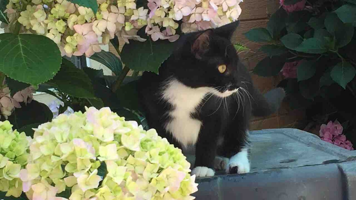 tuxedo cat