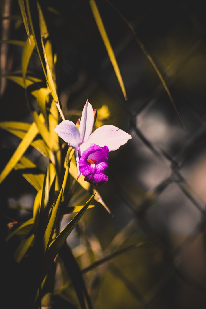 PURPLE FLOWER