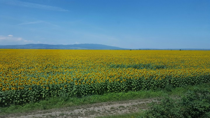 sunflowers