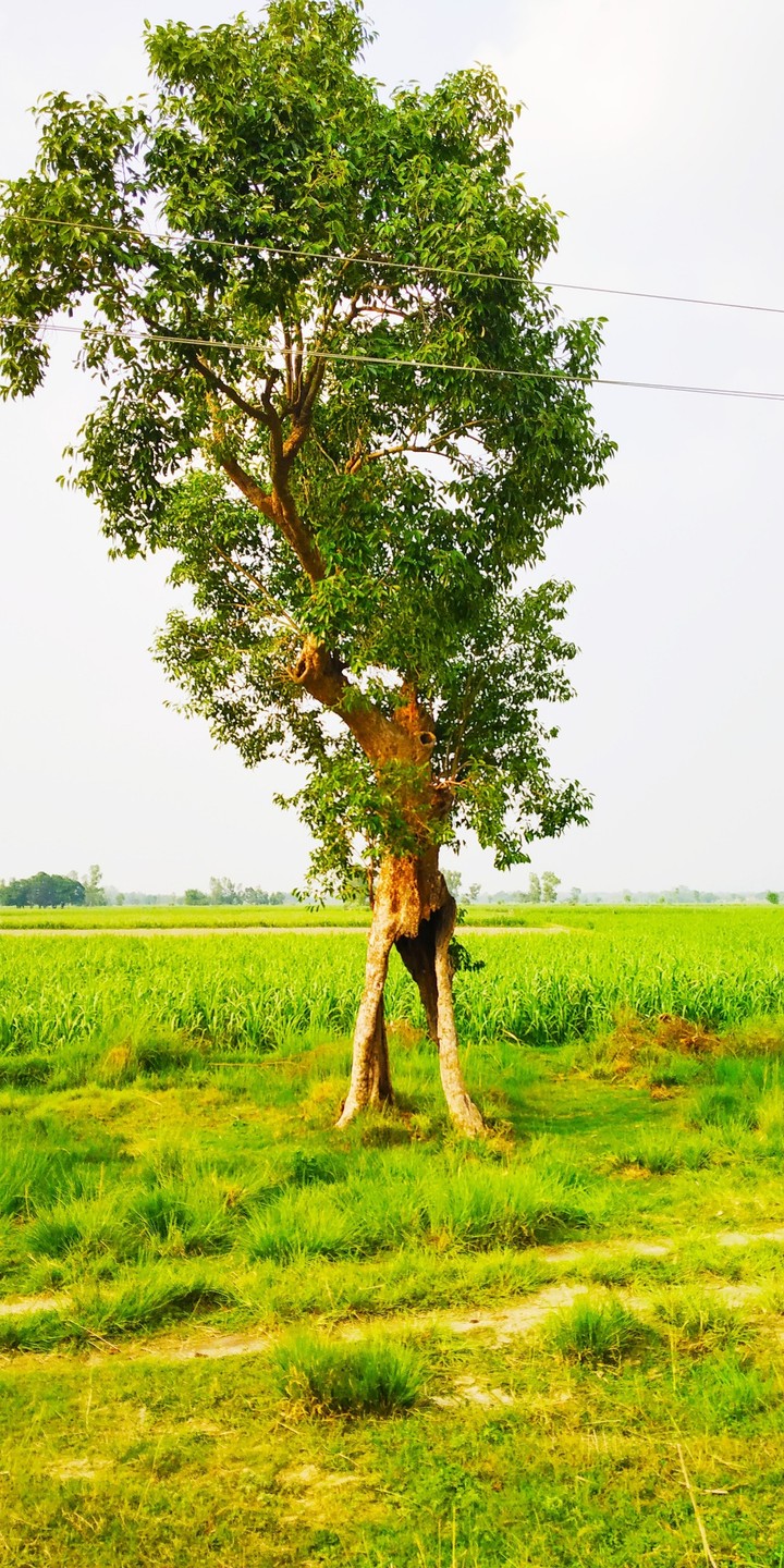 funny nature