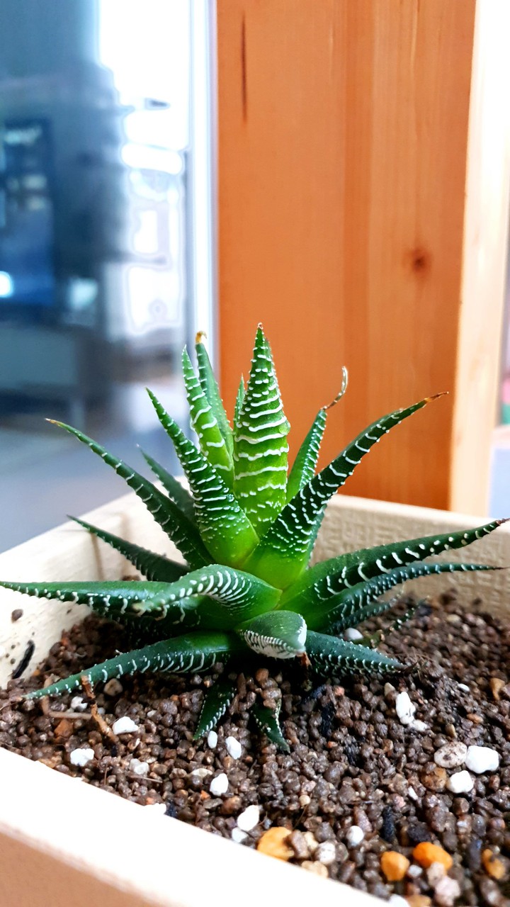Succulent