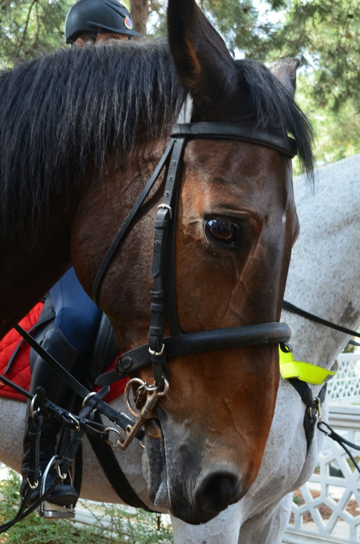 Horse