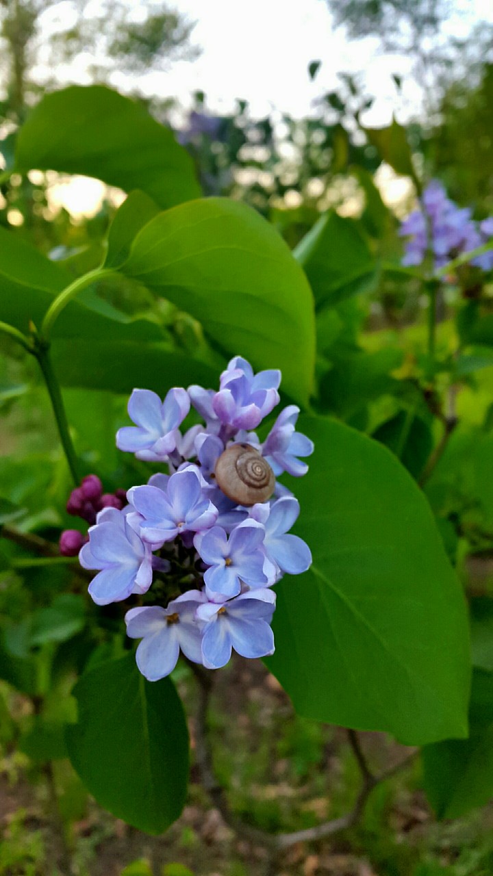 spring