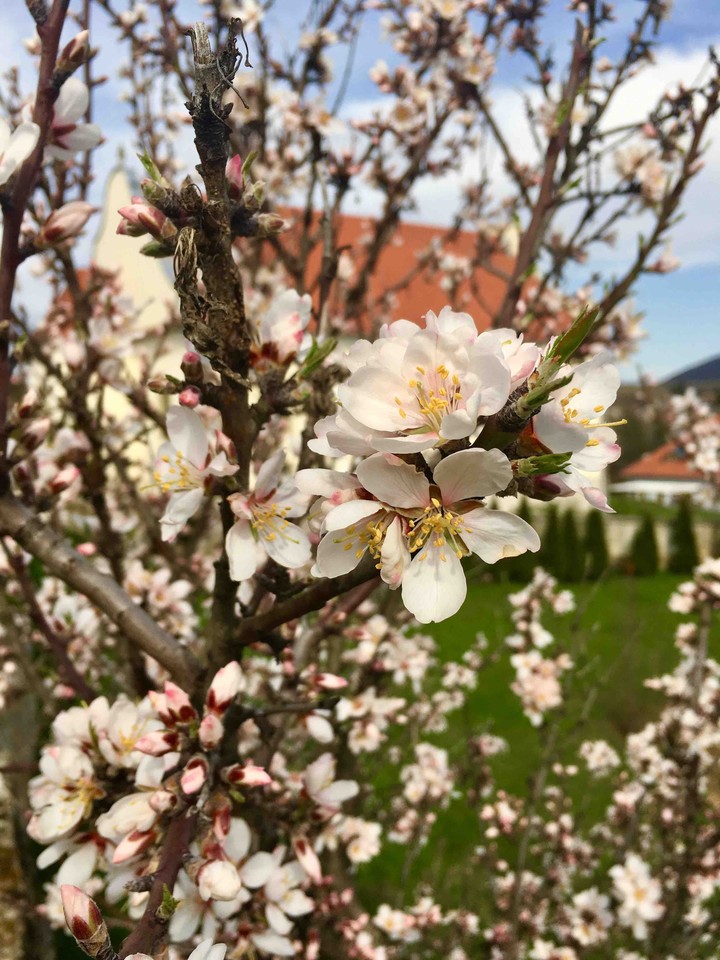 flowers are just to bloom