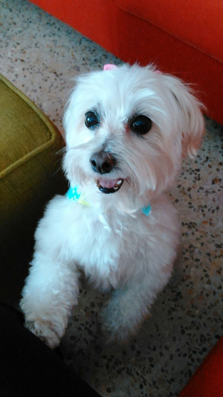 my doggie my sweet baby girl