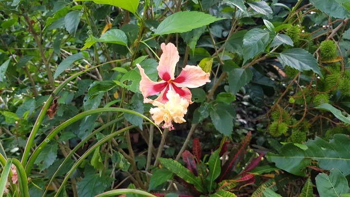 Hibiscus